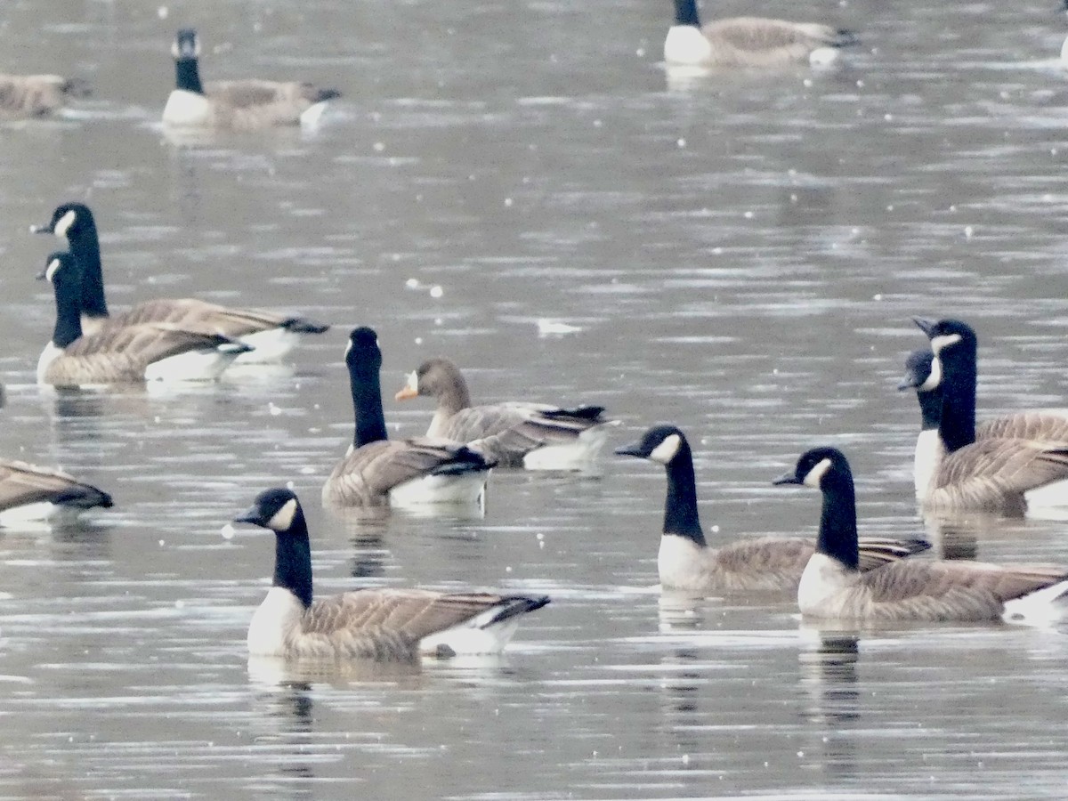 Greater White-fronted Goose - ML614625858