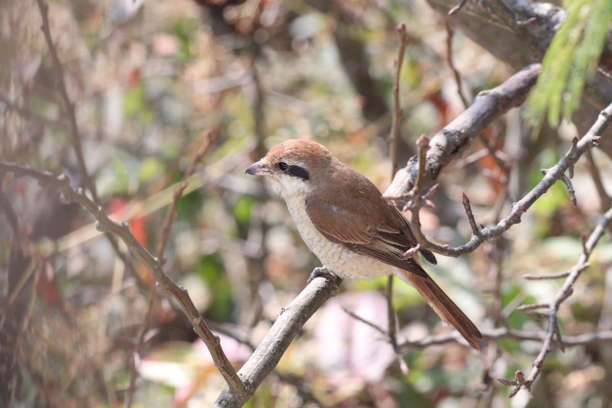 Brown Shrike - ML614625897