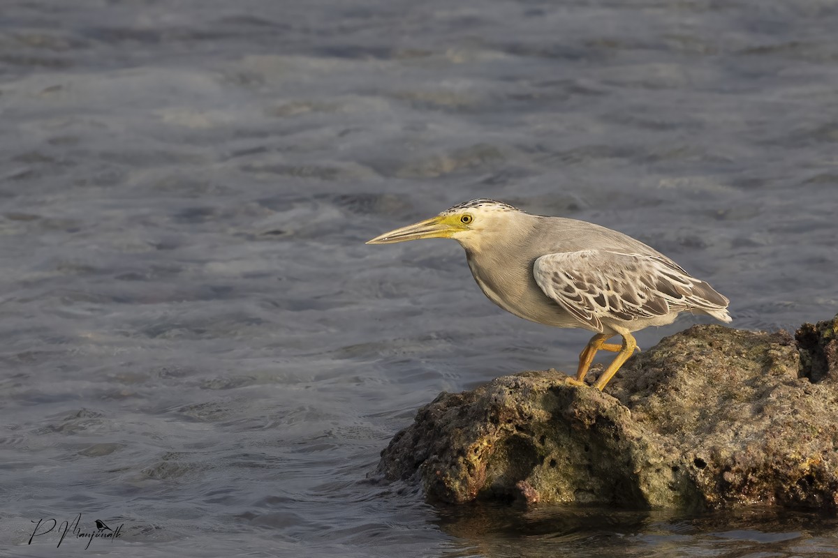 Striated Heron - ML614625935