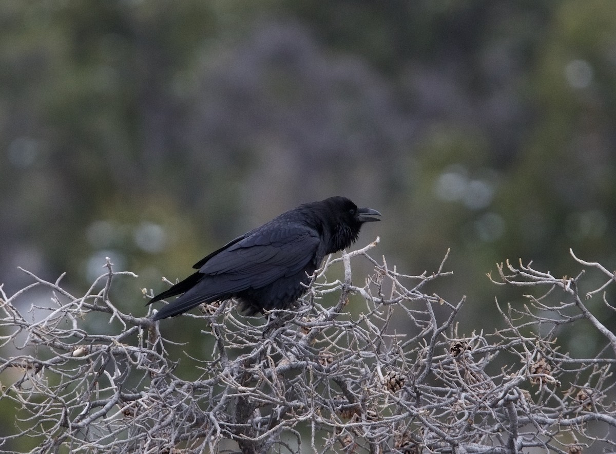 Common Raven - ML614625957