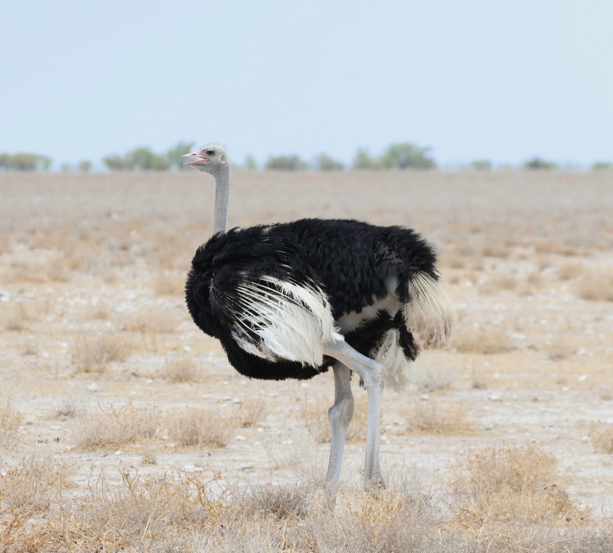 Common Ostrich - Ken McKenna
