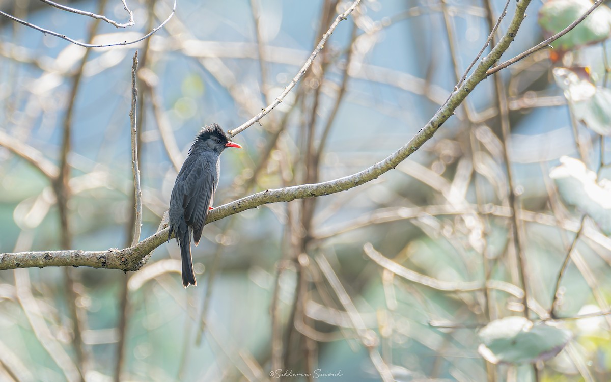 Bulbul Negro (sinensis/ambiens) - ML614626002