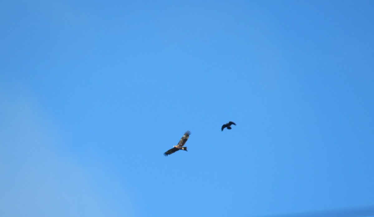 Wedge-tailed Eagle - ML614626052