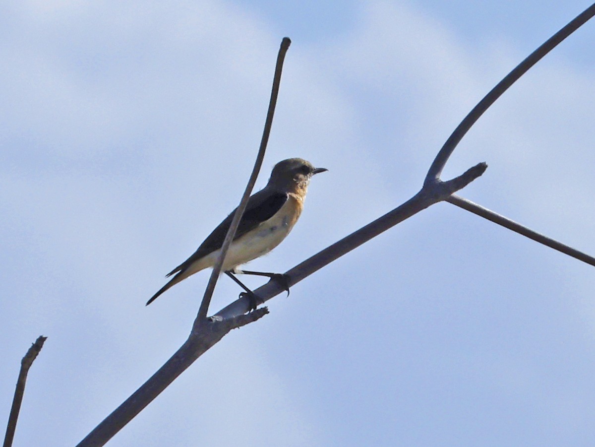 Northern Wheatear - ML614626104