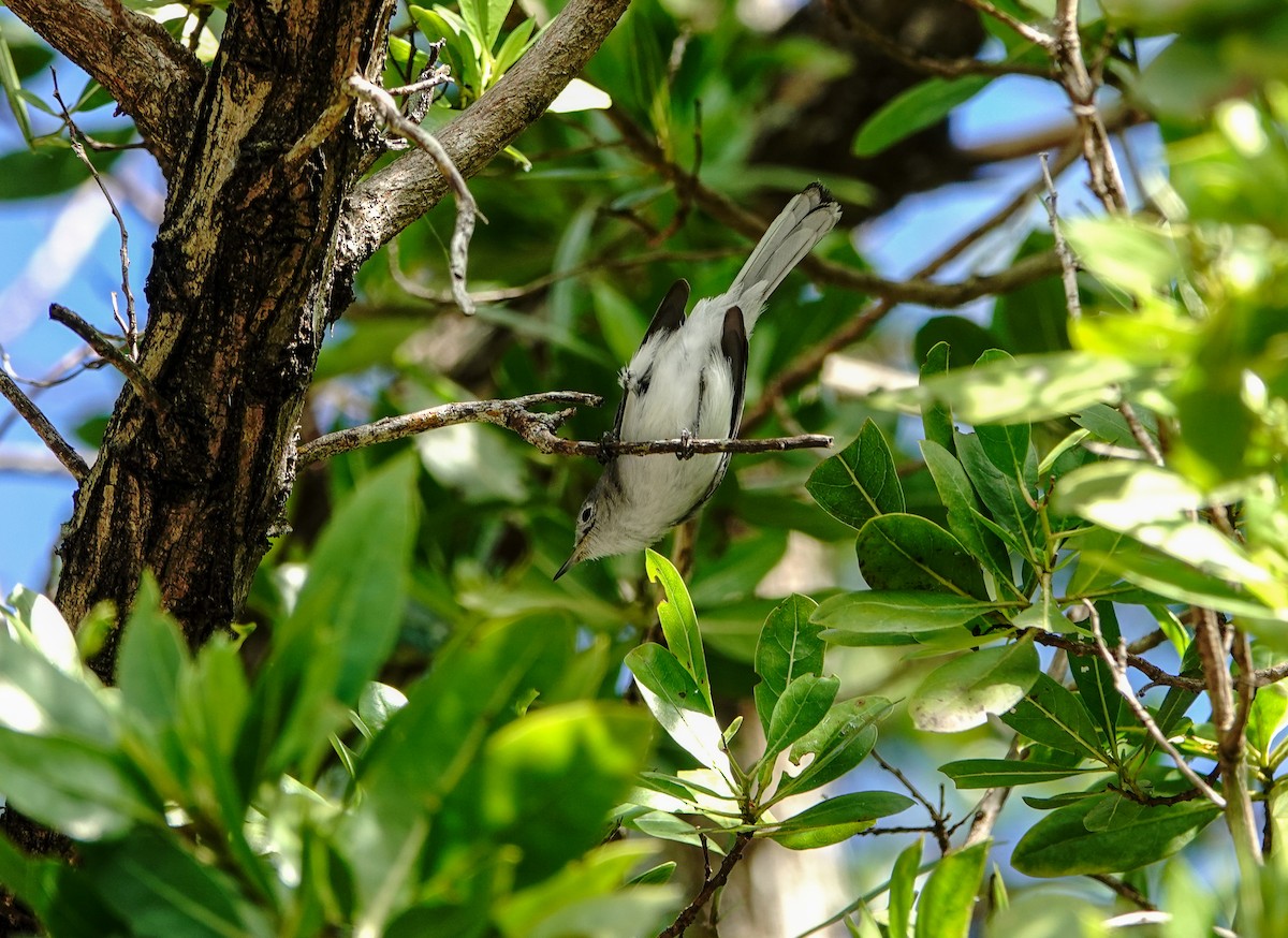 Blue-gray Gnatcatcher - Larry Theller