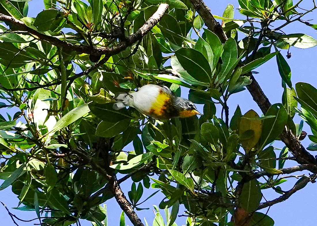 Northern Parula - Larry Theller