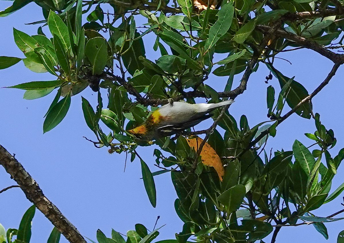 Northern Parula - Larry Theller