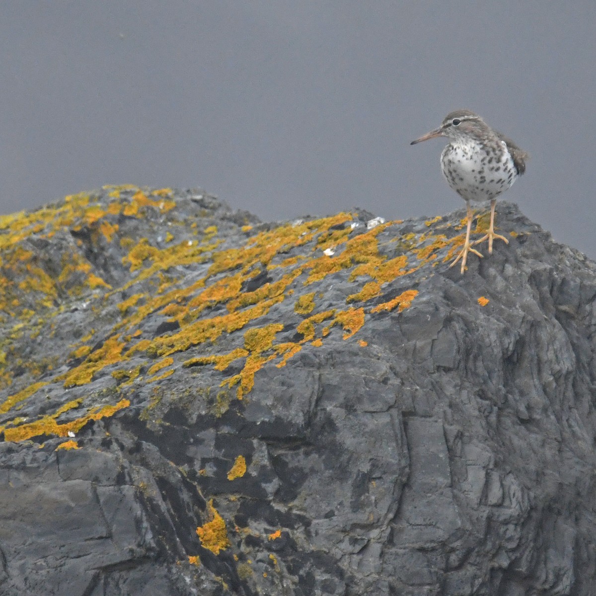 Spotted Sandpiper - ML614626190