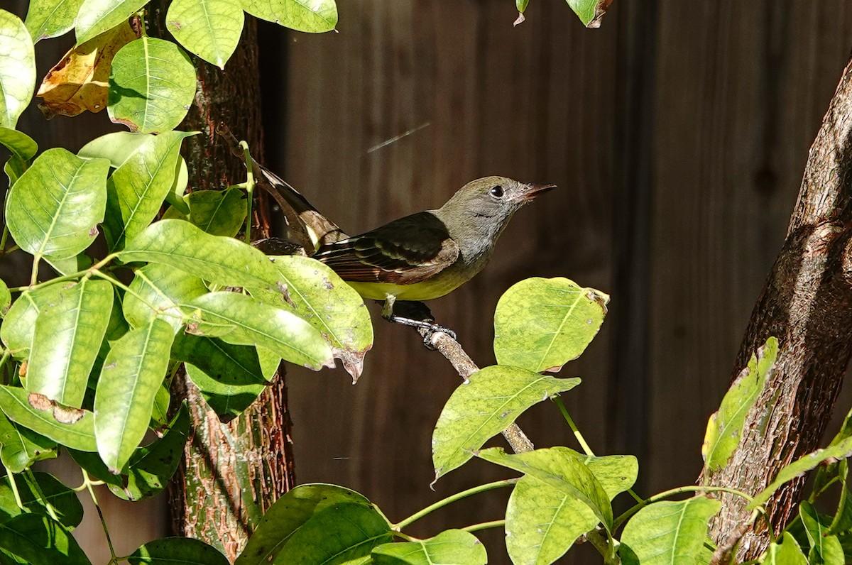 Great Crested Flycatcher - Larry Theller