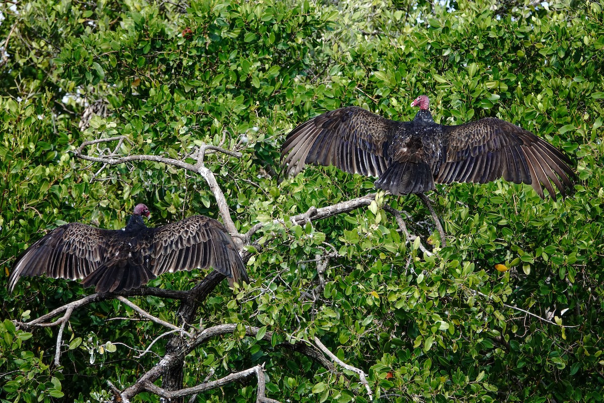 Turkey Vulture - Larry Theller