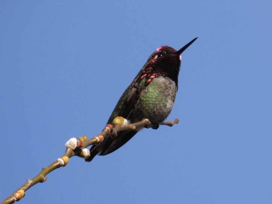 Anna's Hummingbird - Tiffany Erickson