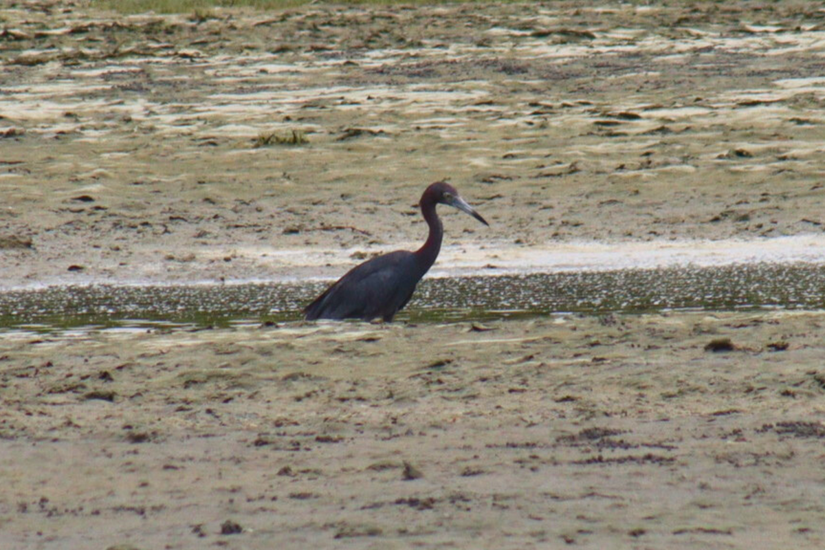 Little Blue Heron - ML614626374