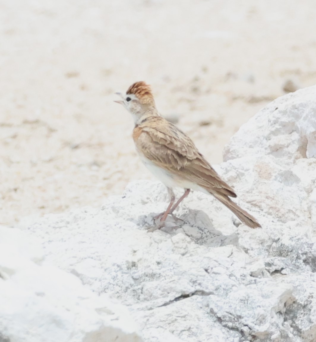 Red-capped Lark - ML614626380