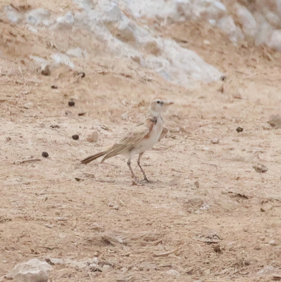 Red-capped Lark - ML614626381