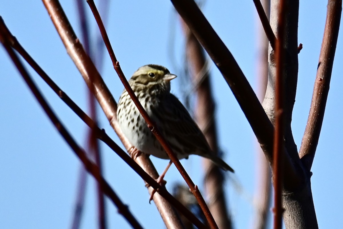Savannah Sparrow - ML614626382