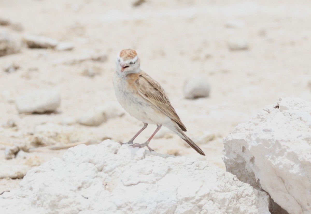 Red-capped Lark - ML614626482