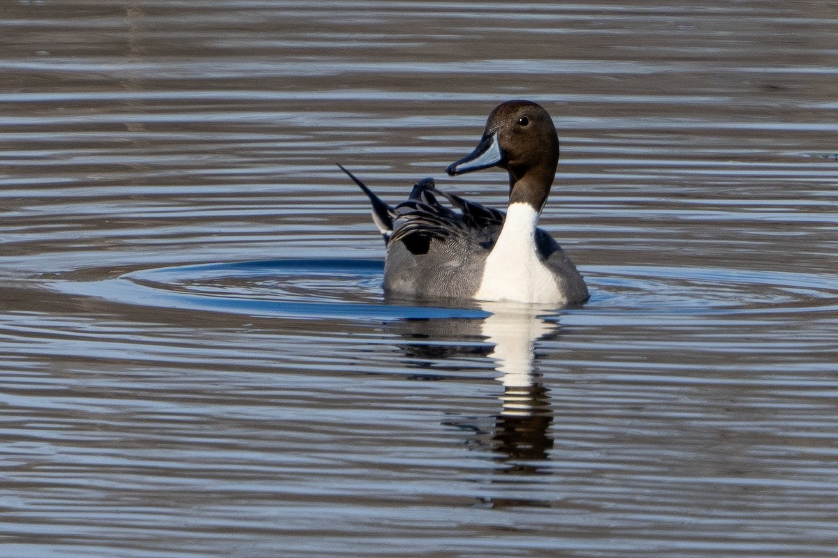 Northern Pintail - ML614626553