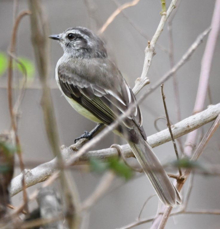 ecuadorelenia - ML614626580