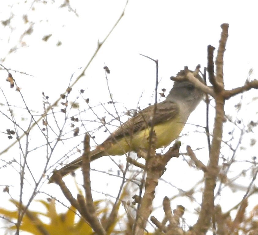 Sooty-crowned Flycatcher - ML614626595