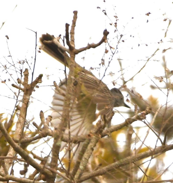 Sooty-crowned Flycatcher - Steve Davis