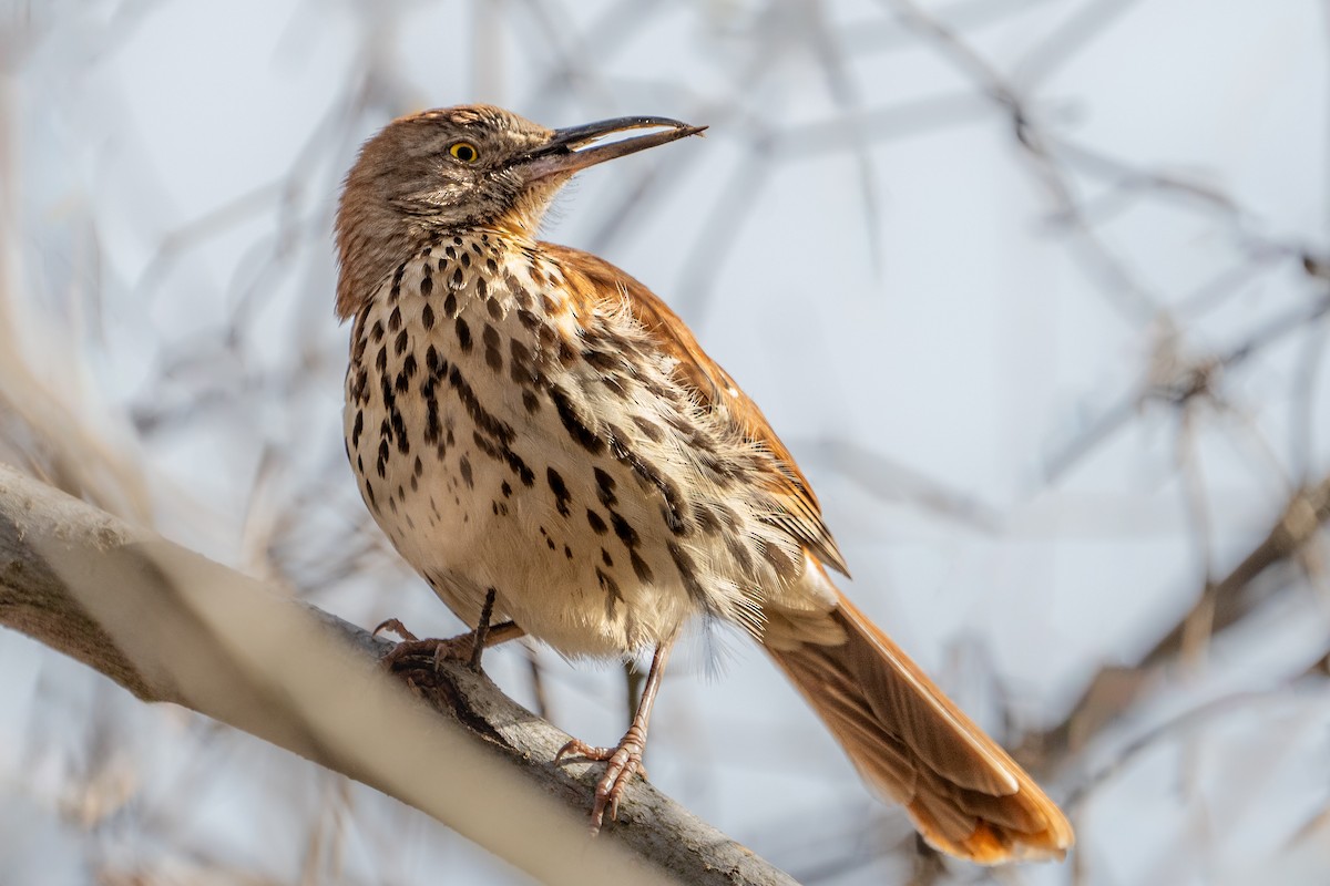 Brown Thrasher - ML614626613