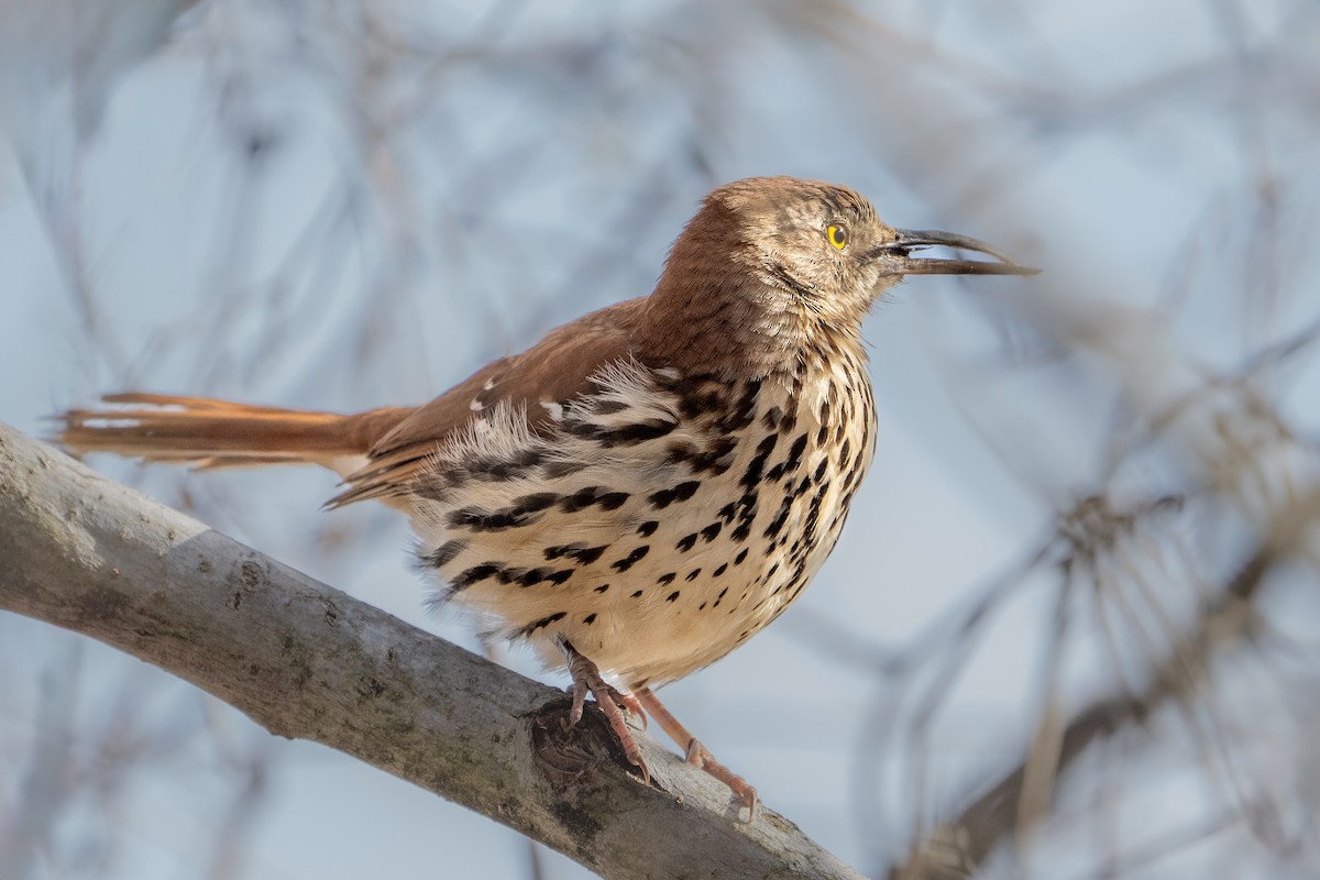 Brown Thrasher - ML614626614