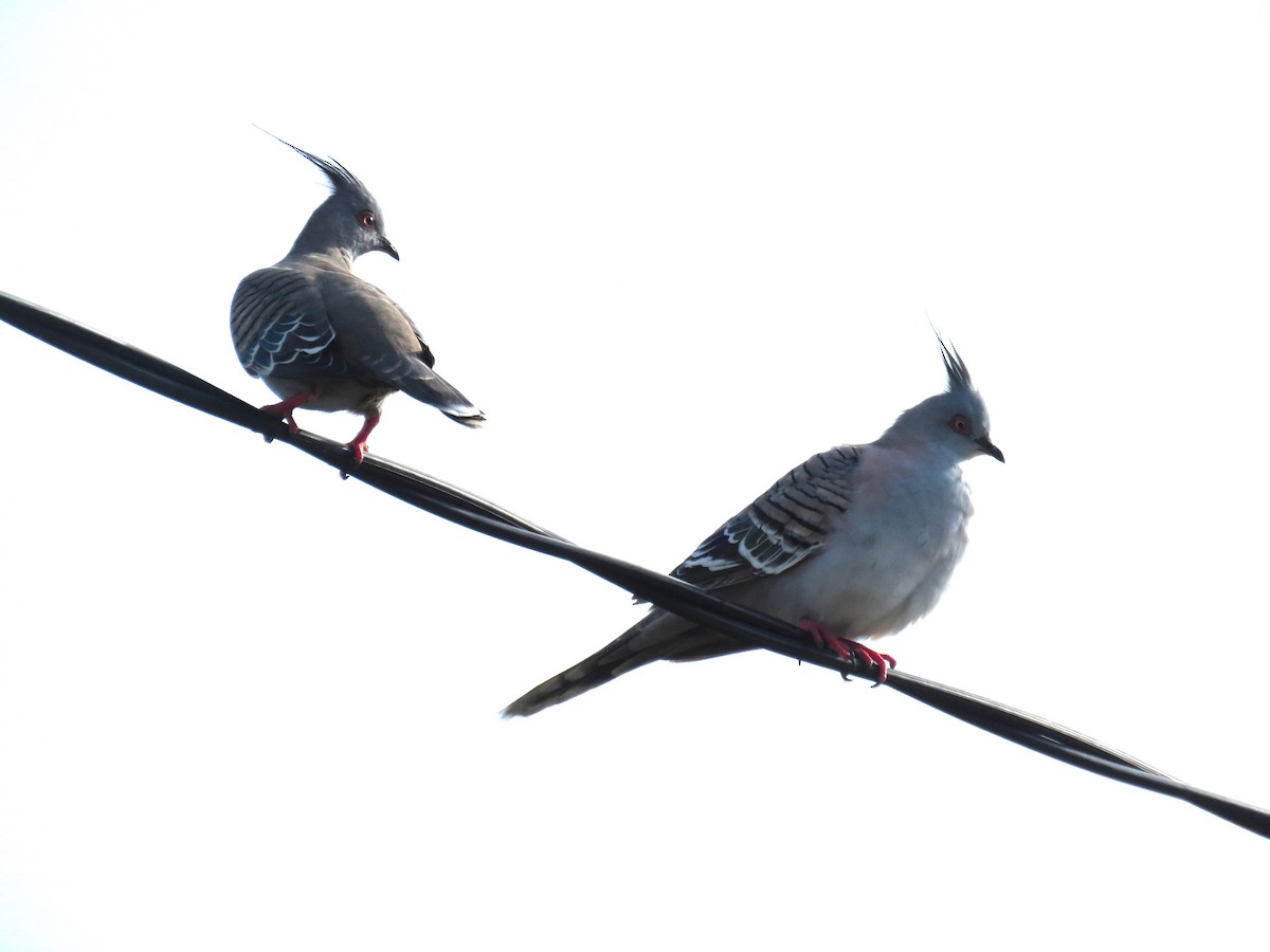 Crested Pigeon - ML614626617