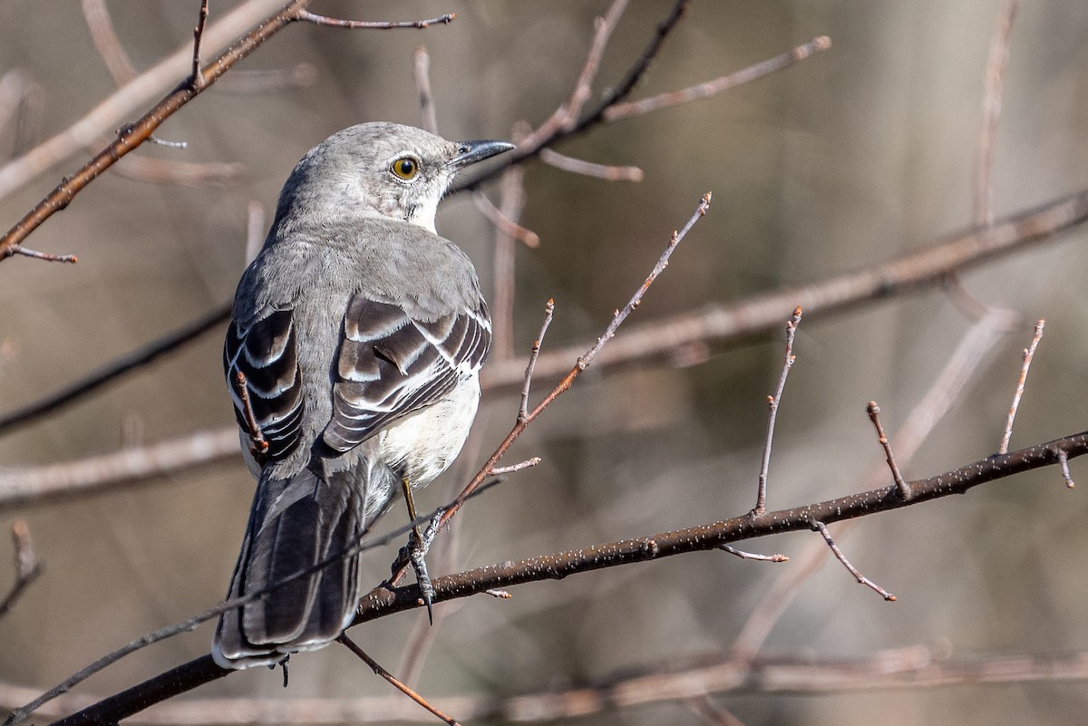 Northern Mockingbird - ML614626618