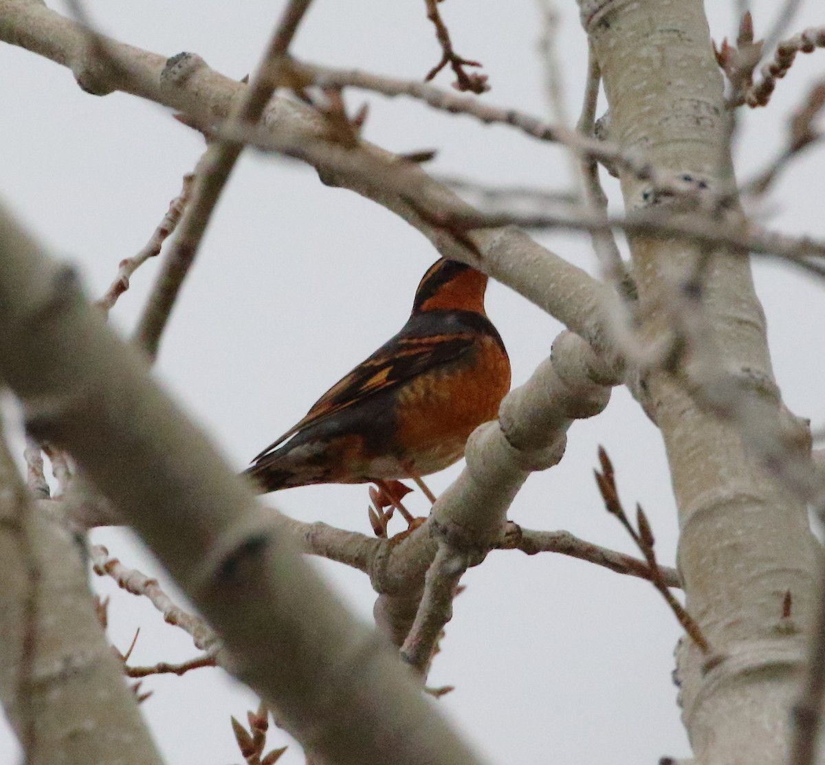 Varied Thrush - Rob Lowry