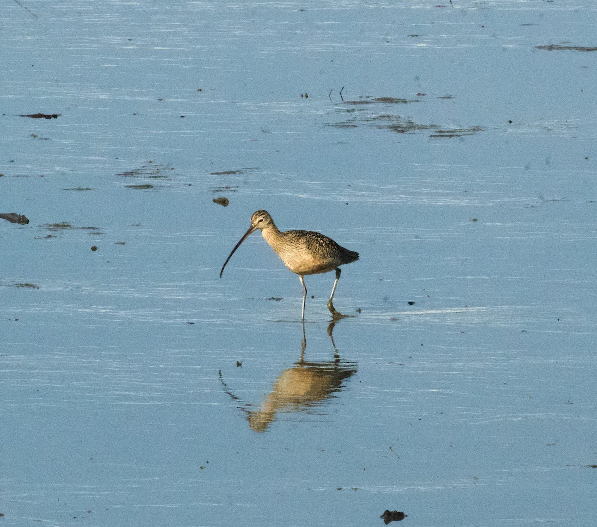 Long-billed Curlew - ML614626640