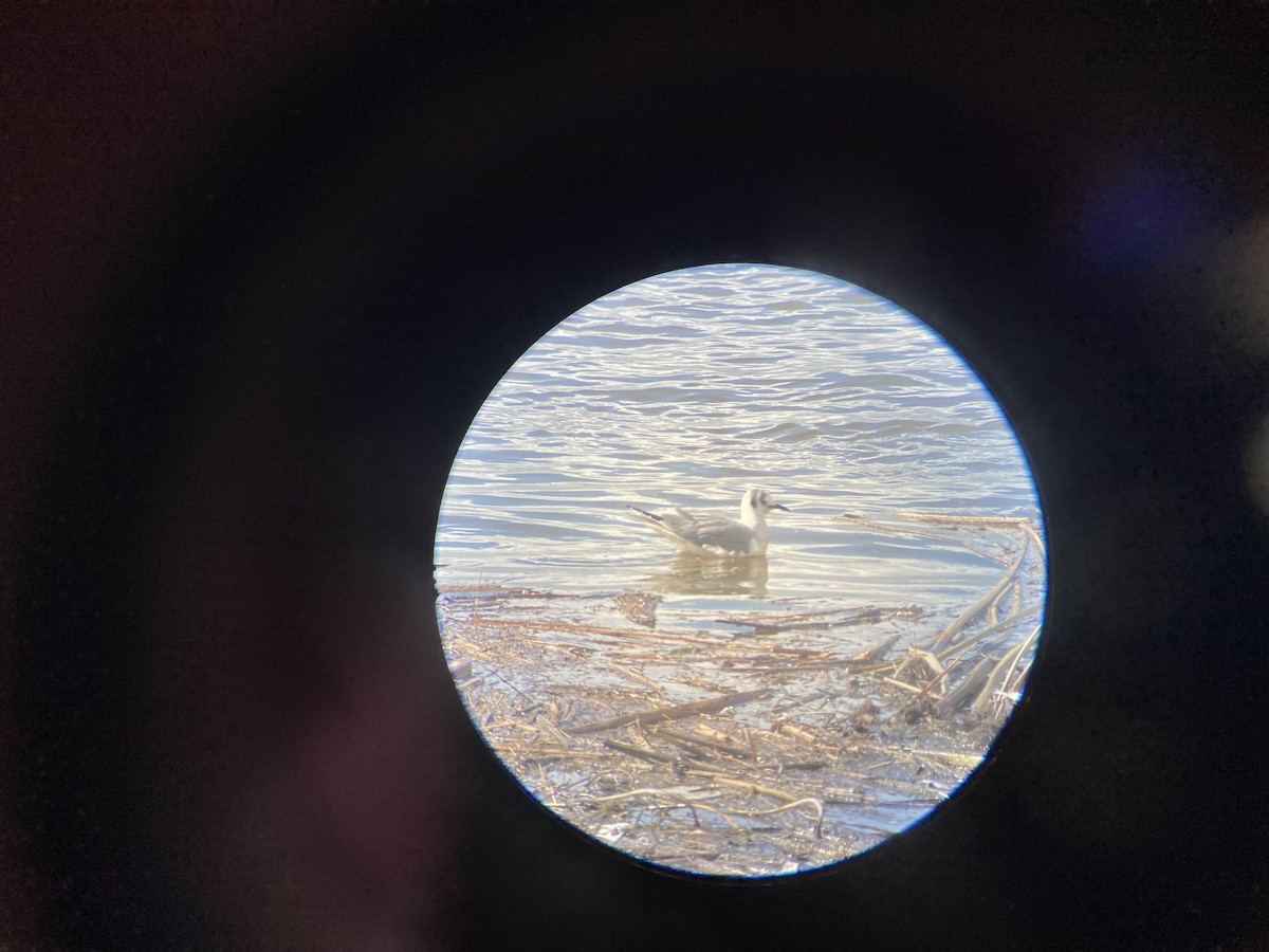 Bonaparte's Gull - ML614626682