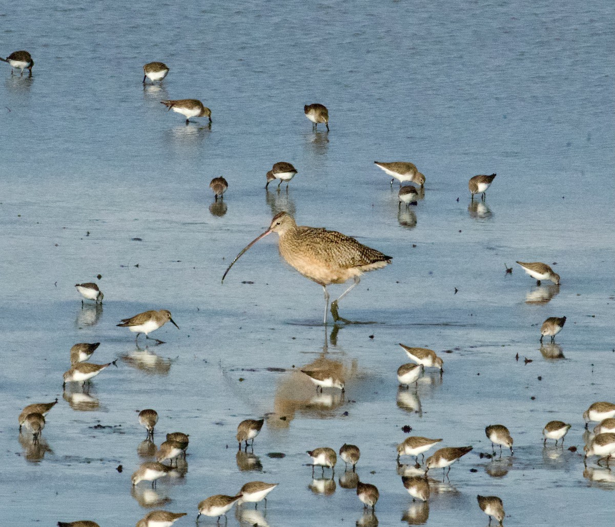 Long-billed Curlew - ML614626707