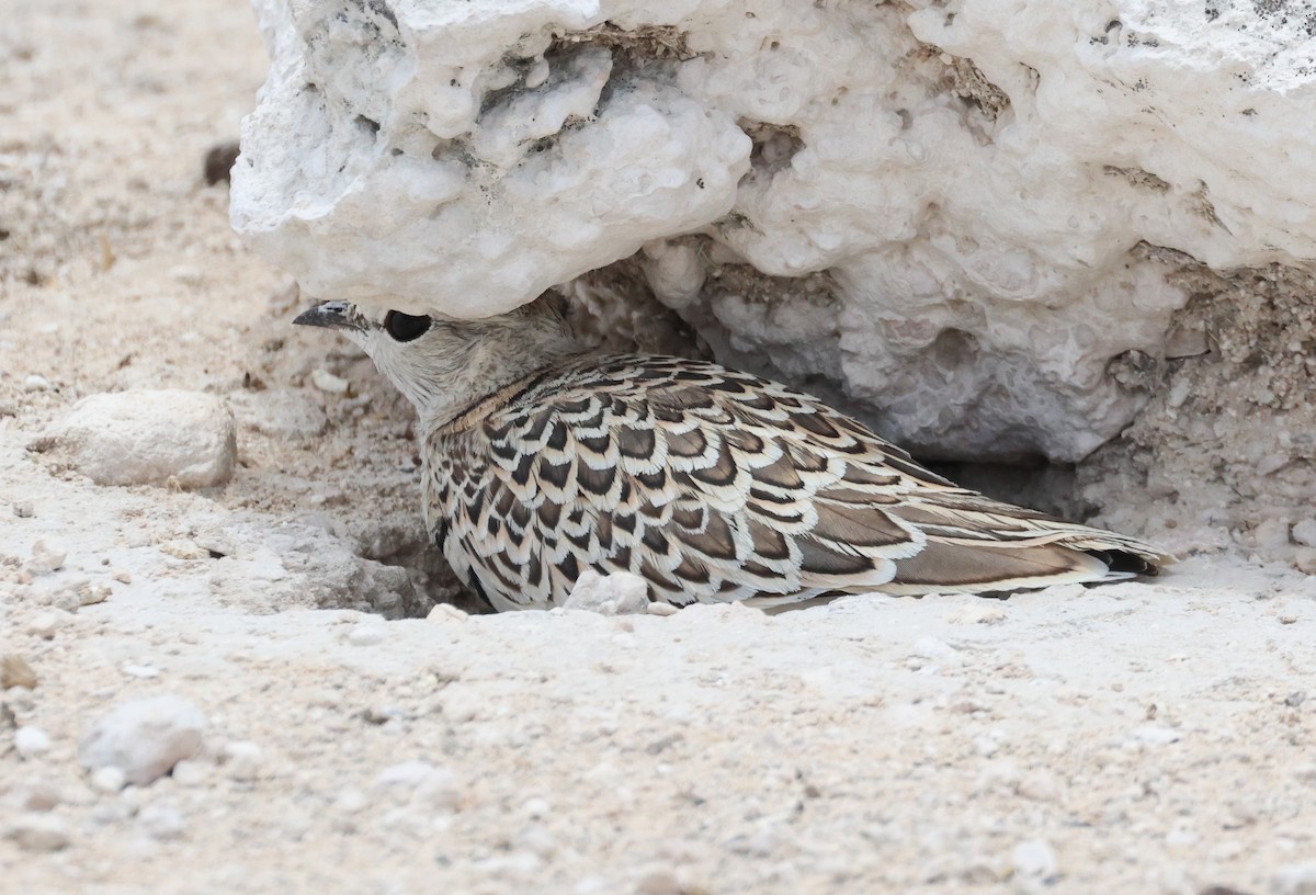 Double-banded Courser - ML614626728