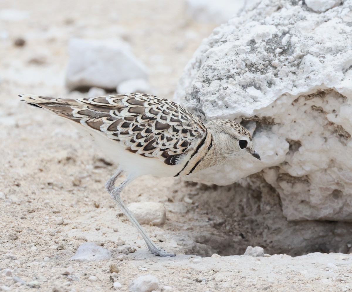 Double-banded Courser - ML614626729