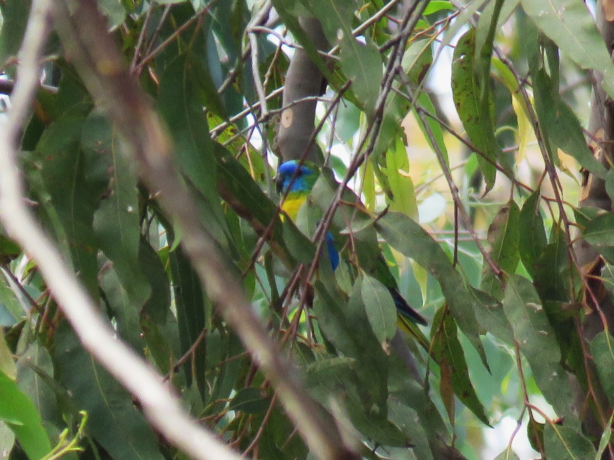 Turquoise Parrot - ML614626799