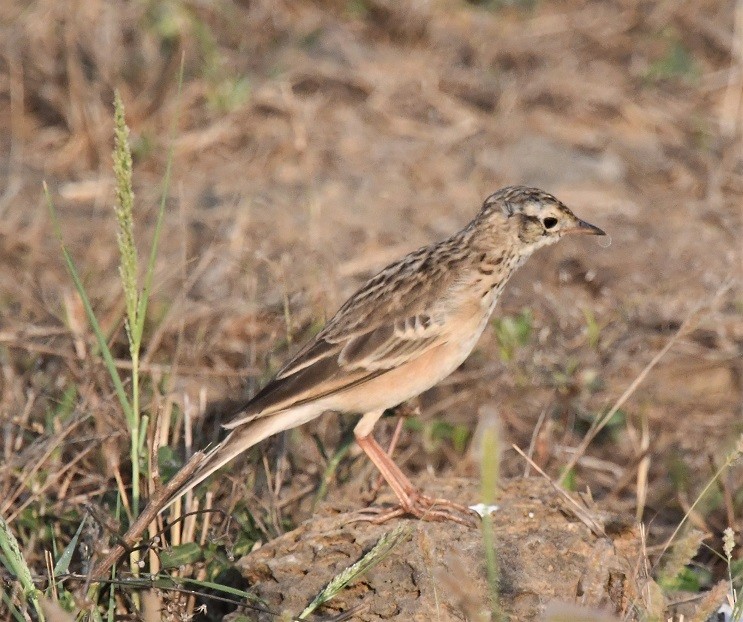 Blyth's Pipit - ML614626889