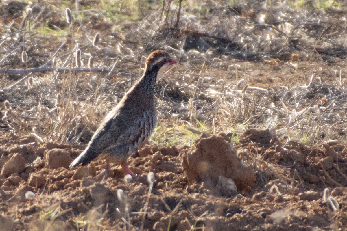 Red-legged Partridge - ML614626927