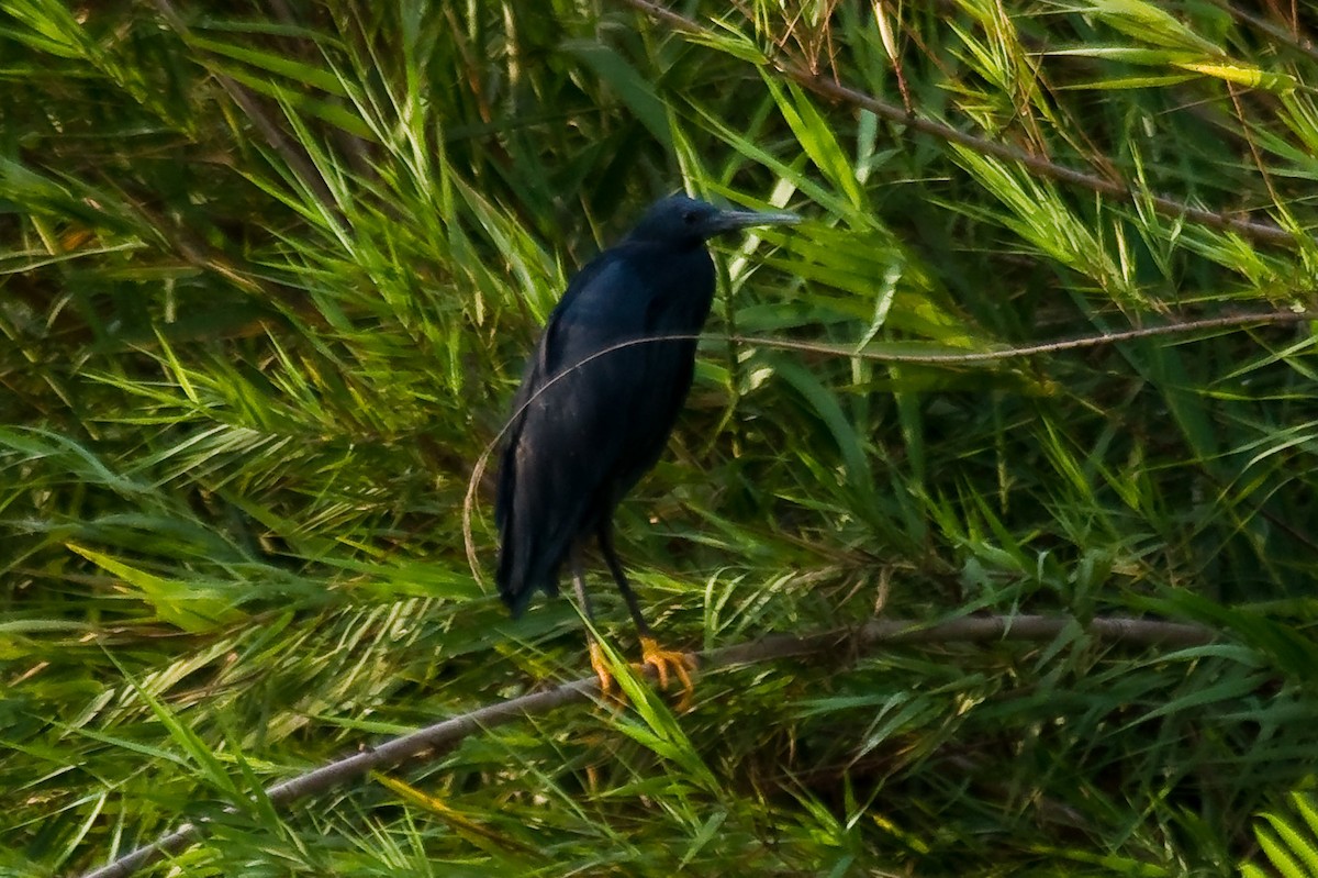 Black Heron - ML614626931