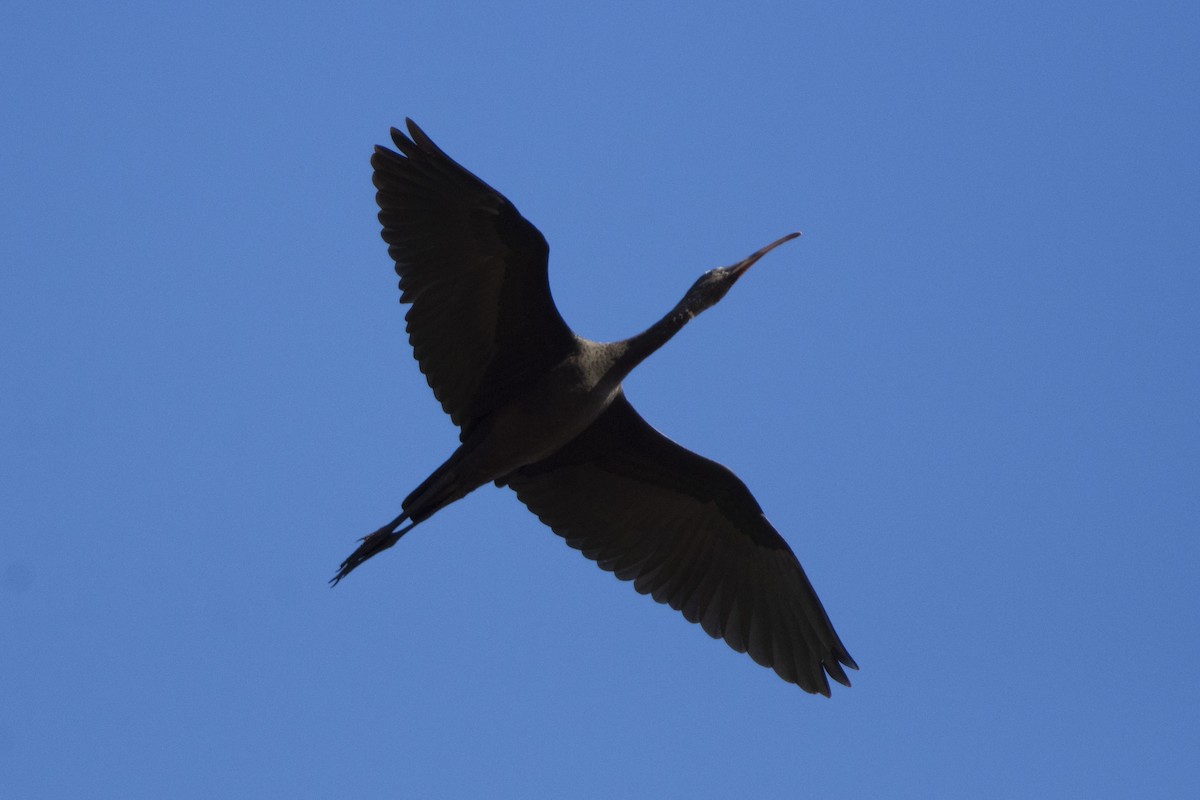 ibis hnědý - ML614626934