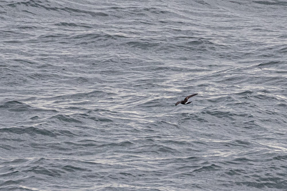 Wilson's Storm-Petrel - ML614626939