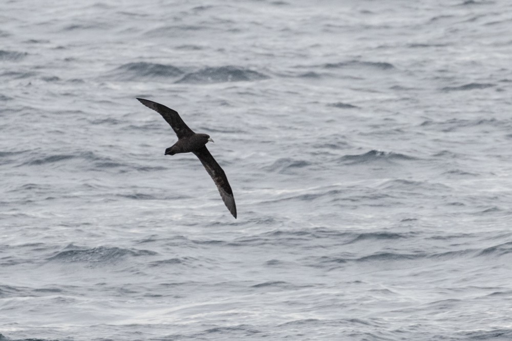 White-chinned Petrel - Denis Corbeil