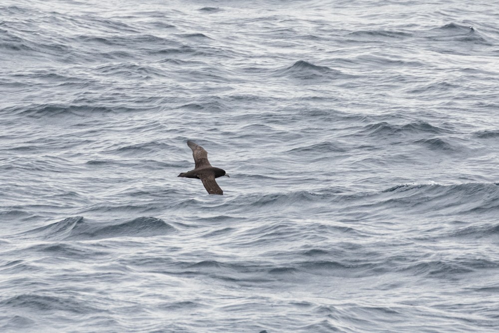 White-chinned Petrel - Denis Corbeil