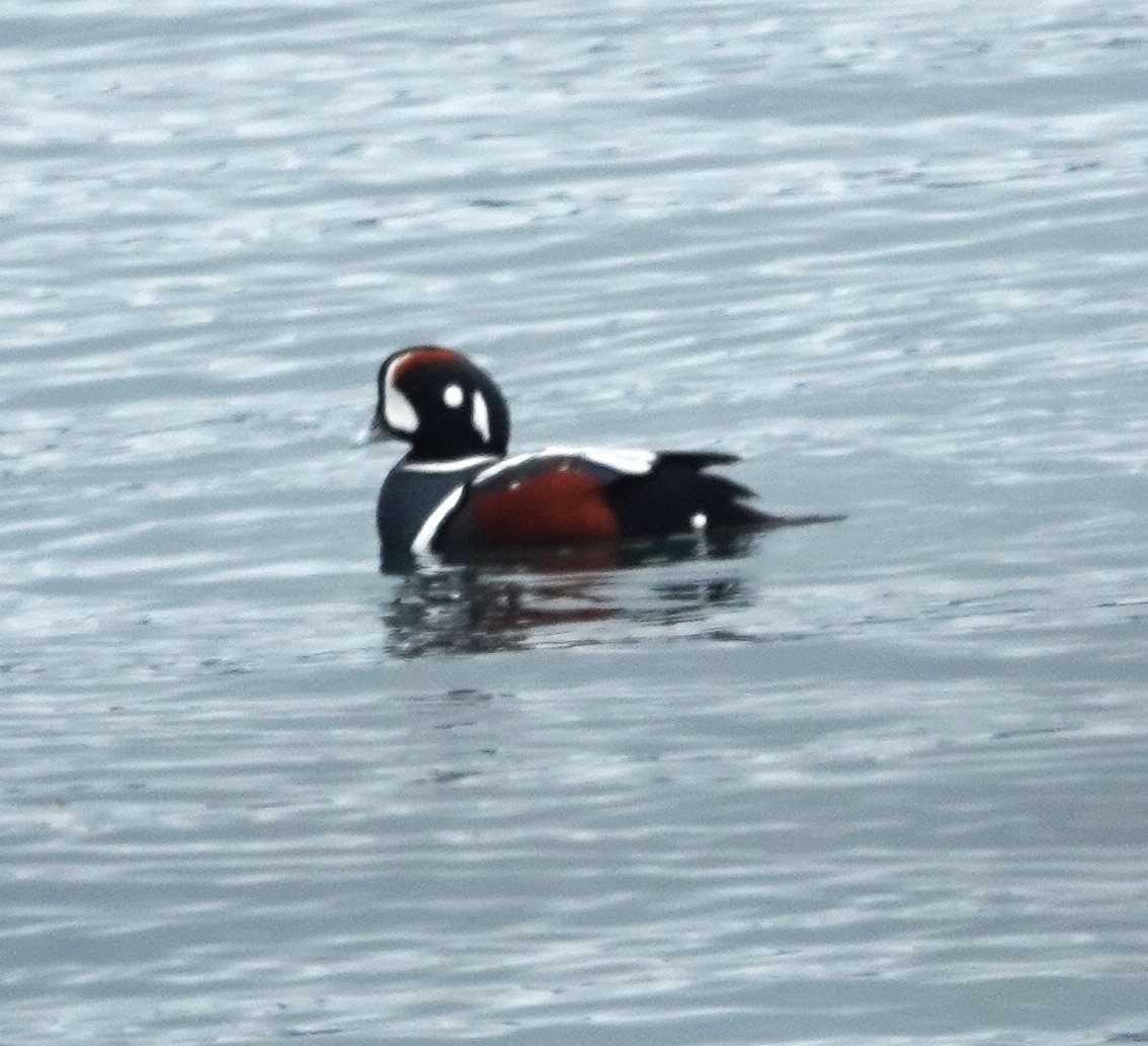 Harlequin Duck - ML614626987