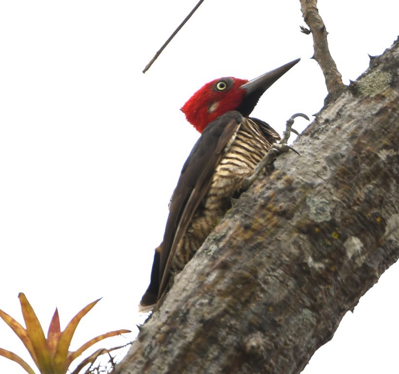 Guayaquil Woodpecker - ML614626993