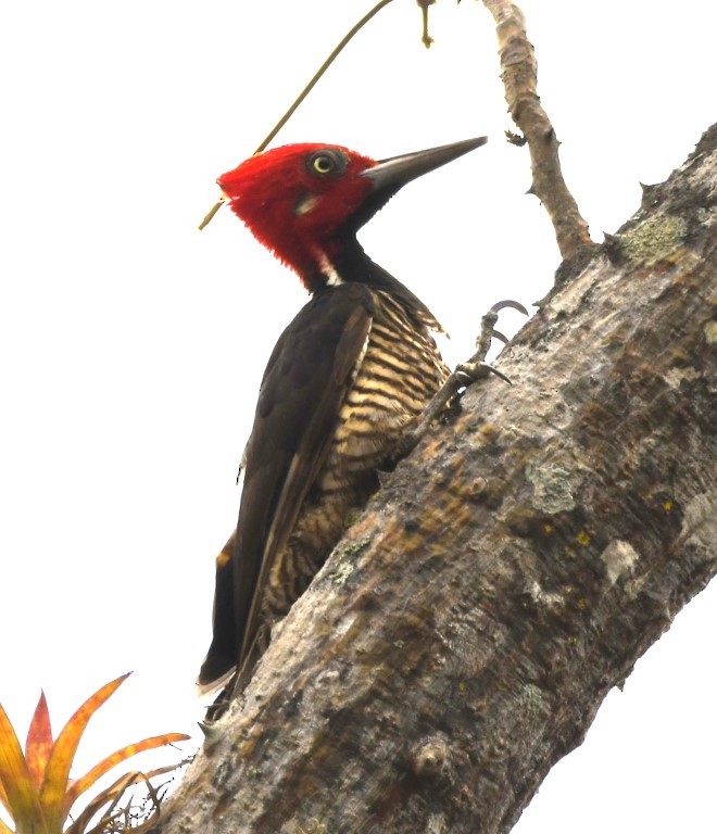 Guayaquil Woodpecker - ML614626994