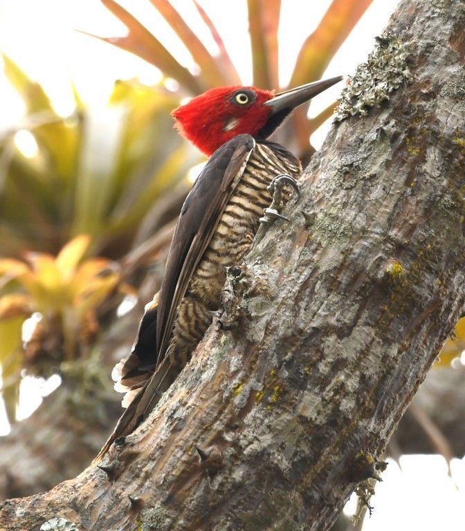 Guayaquil Woodpecker - ML614626996