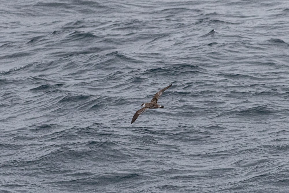 Great Shearwater - ML614627010