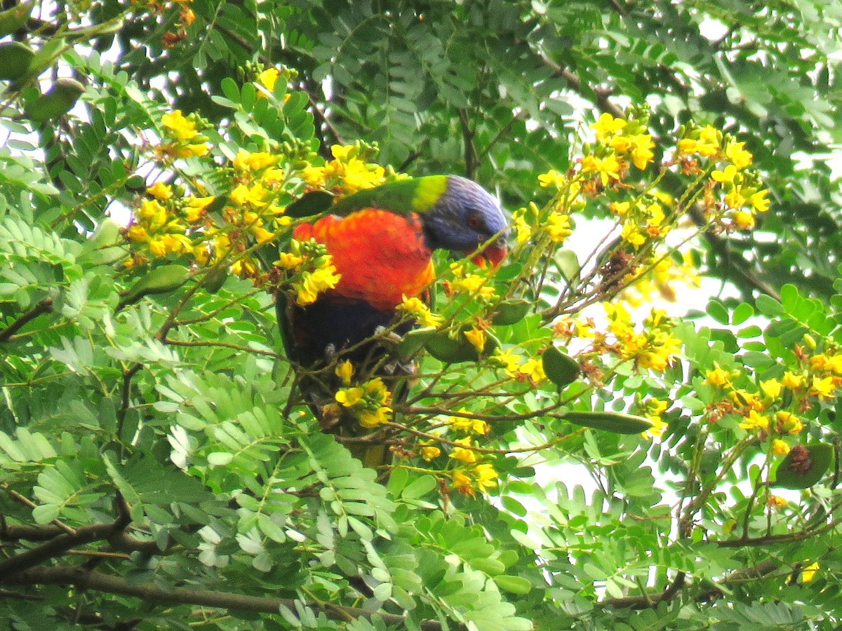 Rainbow Lorikeet - Michel Turcot