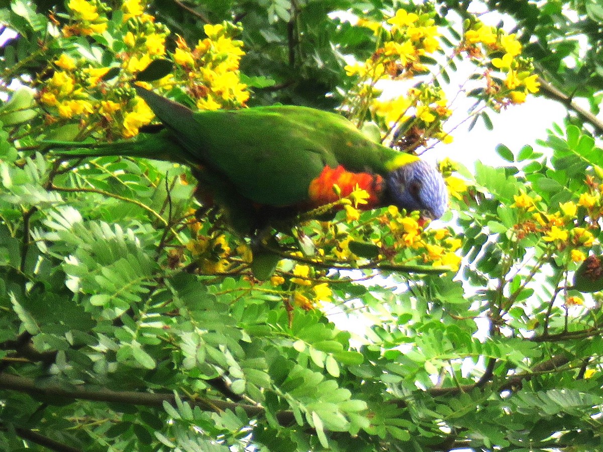 Rainbow Lorikeet - Michel Turcot