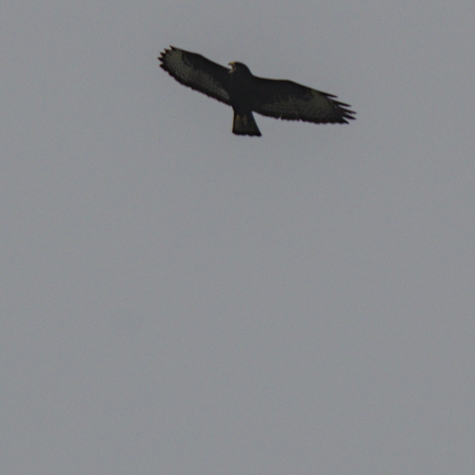Short-tailed Hawk - ML614627091